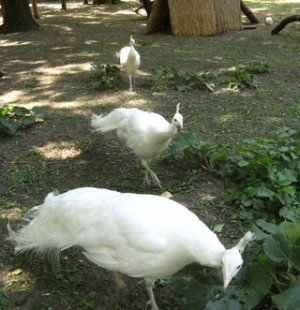 Одесский зоопарк, впечатления
