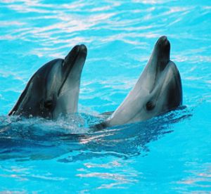 Одесский дельфинарий "Немо" (фото)