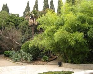 Никитский ботанический сад зимой: фотографии