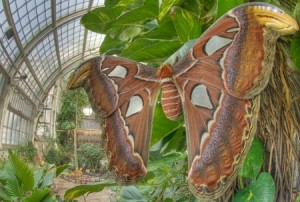 «Schmetterling Haus» - музей бабочек