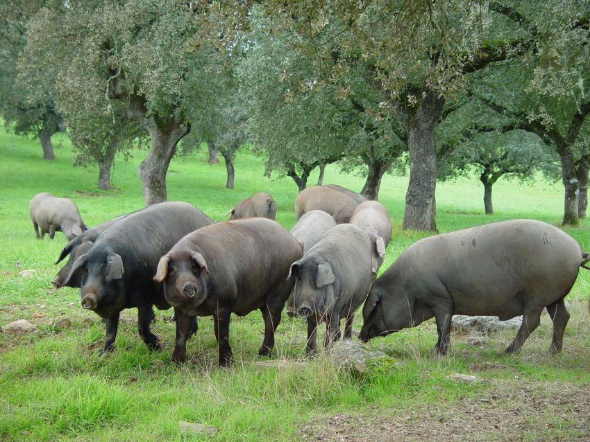 Фото достопримечательностей Испании: Иберийская порода свиней, из которых производят испанскую ветчину хамон