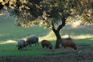Свинки питаются специальными желудями и дикими травами (Испания)