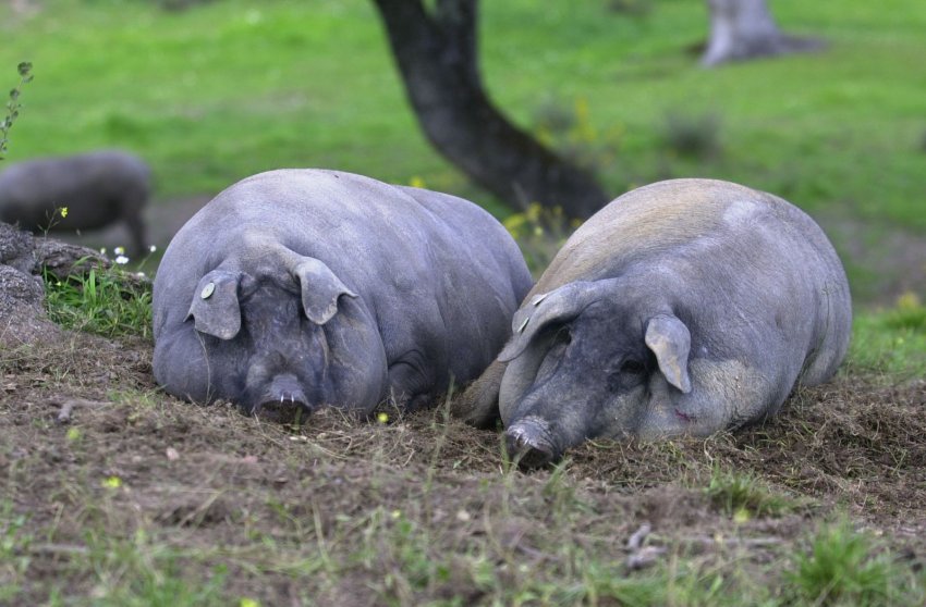 Фото достопримечательностей Испании: Хамоны из этих свинок, вероятнее всего, уже раскуплены заказчиками