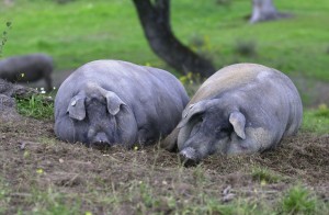 Хамоны из этих свинок, вероятнее всего, уже раскуплены заказчиками (Испания)