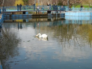 Лебедь в парке Победы (Одесса и область)