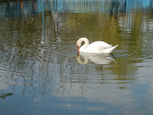 Белый лебедь, подаренный партией "Родина" ко дню освобождения Одессы стал настоящим украшением озера парка Победы (Одесса и область)