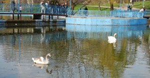 10 апреля 2011 г. ко дню освобождения Одессы в озеро парка Победы запустили двух лебедей: белого и серого (Одесса и область)