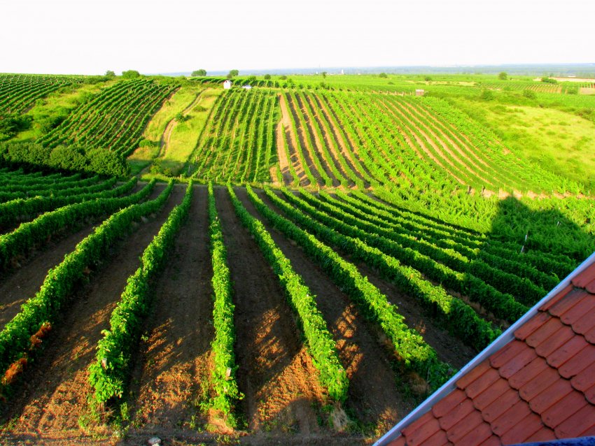 Фото достопримечательностей Венгрии: Виноградники на солнечных холмах Токая