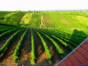 Виноградники на солнечных холмах Токая (Венгрия)