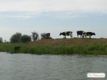 Коровы буренки - далеко не убежишь - везде вода (Одесса и область)
