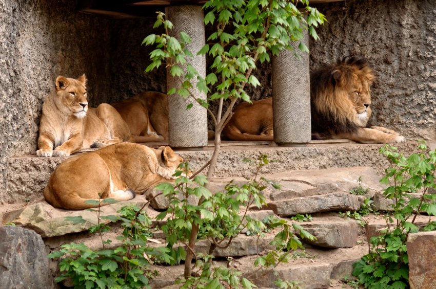 Фото достопримечательностей Амстердама: Львы в зоопарке Артис