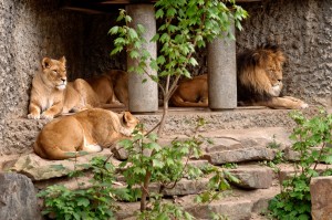 Львы в зоопарке Артис (Амстердам)