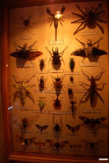 Коллекция жуков и членистоногих (Одесса и область)