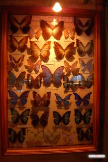 Коллекция бабочек: семейство Морфиды (Одесса и область)