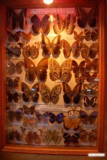 Коллекция бабочек: сем. Брассолиды и Аматузииды (Одесса и область)