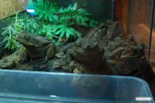 Ядовитые жабы (Одесса и область)