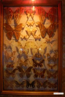 Коллекция бабочек: сем. Сатурнии (Одесса и область)