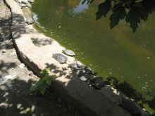 Черепахи греются на солнышке (Одесса и область)