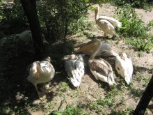 Семейство пеликанов в Одесском зоопарке (Одесса и область)