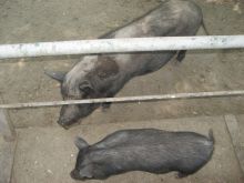 Свинка с поросенком, самые большие попрошайки в зоопарке (Одесса и область)