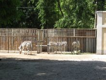 Полосатые лошадки зебры (Одесса и область)