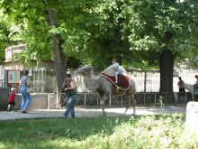 Для детей есть возможность покататься на верблюде (Одесса и область)