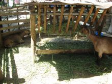 При зоопарке есть небольшой дворик с сельскохозяйственными животными (Одесса и область)