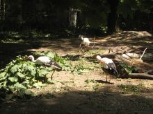 Еще один птичий двор с аистами, журавлями и гусями (Одесса и область)