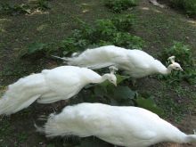 Белые павлины, очень красивые птицы (Одесса и область)