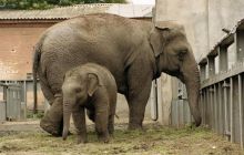 Слоненок Дюк. Третий детеныш индийских слонов в Одесском зоопарке (Одесса и область)