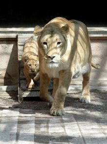 Львы в Одесском зоопарке (Одесса и область)