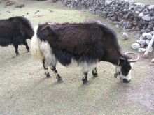 Яки — местный рогатый скот (Непал)