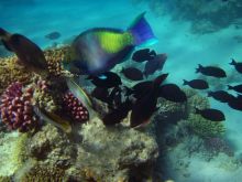 Многообразие рыб в глубинах Красного моря (Египет)