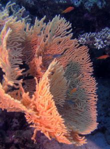 Кусочек кораллового рифа (Египет)