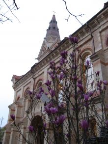 Цветущая магнолия в дворике Кирхи (Одесса и область)