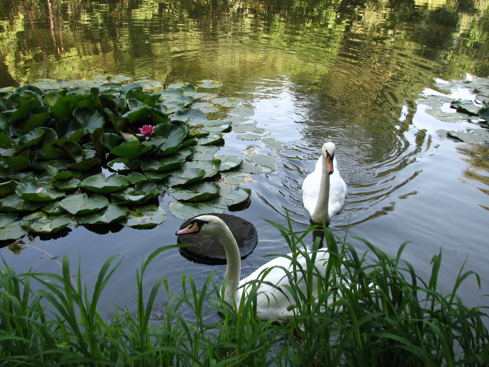 Цветочный пруд 22. Краснокутский дендропарк. Лебеди на озере с кувшинками. Лебеди на пруду с кувшинками. Фото лебедей из дендрария.