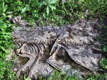 Когда-то в Балтуве были обнаружены следы динозавров. На этом месте создали парк Юркского периода (Польша)