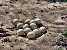 Яйца есть, а страусов нет (Польша)