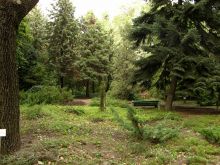 Ели в ботаническом саду (Одесса и область)