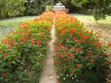 Клумба осенних красных цветов вдоль аллеи к дачному домику (Одесса и область)