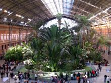Внутри железнодорожного вокзала Аточа в Мадриде целая оранжерея пальм и тропических растений (Испания)