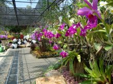 Галерея из орхидей в оранжерее Нонг Нуч (Тайланд)