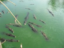 Кормление крокодилов на крокодильей ферме в парке камней (Тайланд)