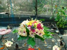 Сад бабочек на о. Пхукет (Тайланд)