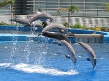Шоу дельфинов в океанографическом парке Валенсии (Испания)