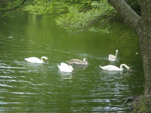 Стая лебедей в одном из Качановских прудов (Чернигов и область)