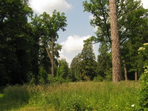 В Тростянецком дендропарке можно увидеть реликтовые деревья (Чернигов и область)