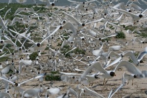 Стаи черноголовых чаек тысячами гнездятся на берегах заповедника "Меотида" (Донецк и область)