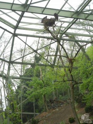 Многие птицы не просто живут в зоопарке, но и вьют там гнезда и высиживают птенцов (Чехия)