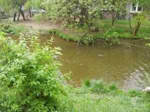 Еще одно озеро для водоплавающих птиц (Чехия)